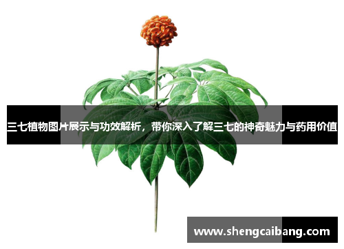 三七植物图片展示与功效解析，带你深入了解三七的神奇魅力与药用价值